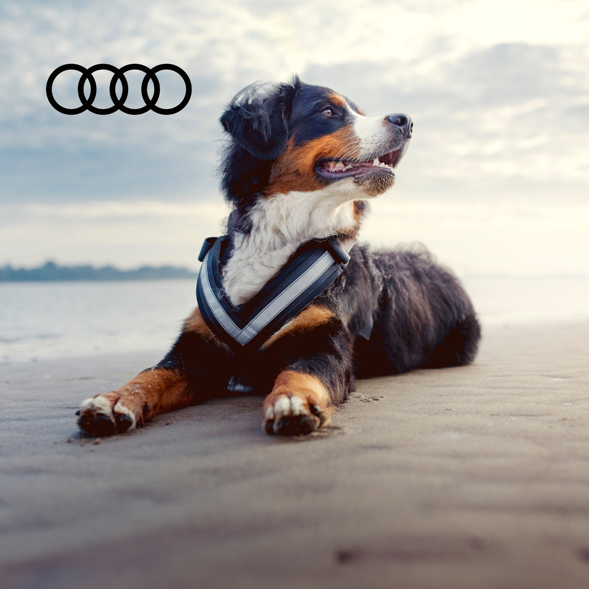 Audi shop dog accessories